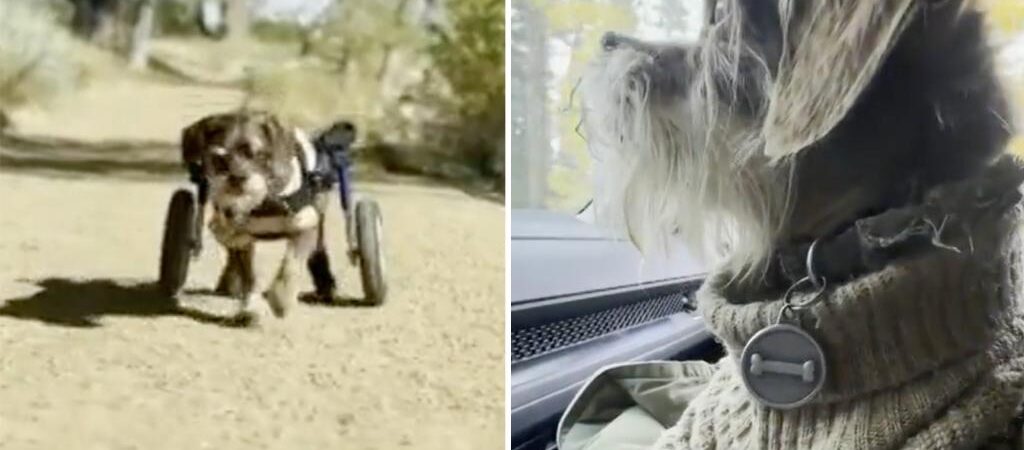 Colorado thief nabs 15-year-old schnauzer’s pricey wheelchair