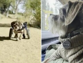Colorado thief nabs 15-year-old schnauzer’s pricey wheelchair