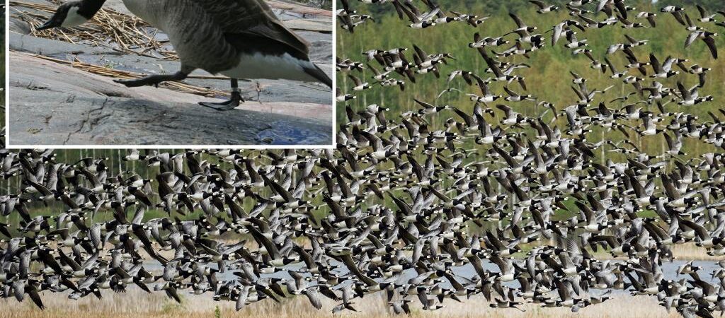 Hietsu Beach in Finland covered in ‘shocking amount’ of goose poop